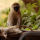 Illustration for article titled Out of Africa. Monkey Business.